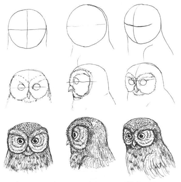 Поэтапное рисование Совы