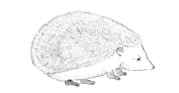 Еж пошаговое рисование