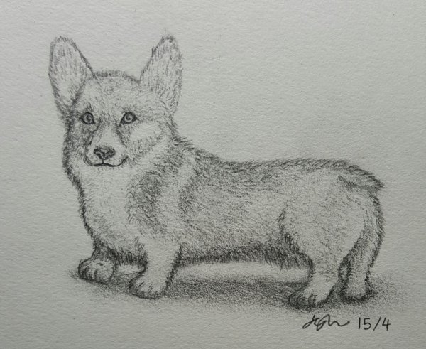 Рисование корги карандашом