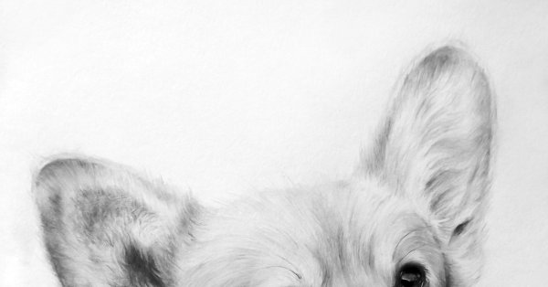 Корги рисунок карандашом