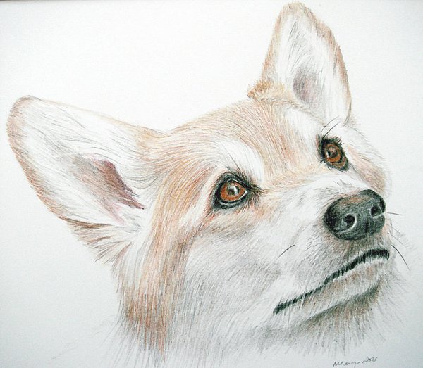 Корги карандашом