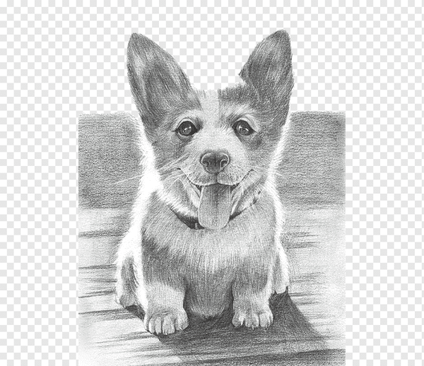 Корги карандашом