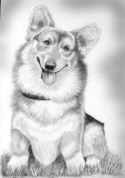 Корги карандашом