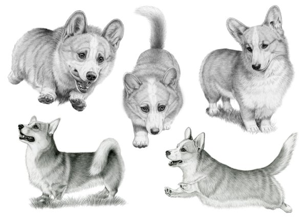 Карандашный рисунок корги