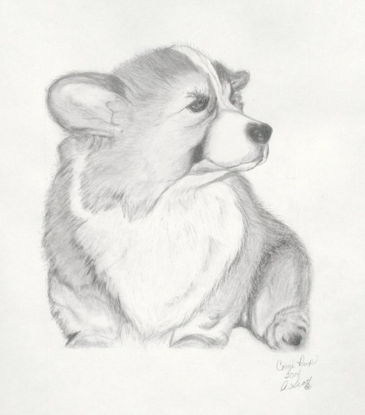 Эскиз корги карандашом