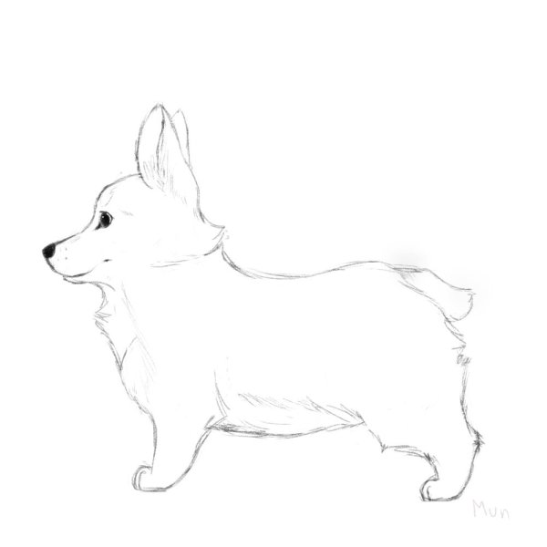 Вельш корги скетч