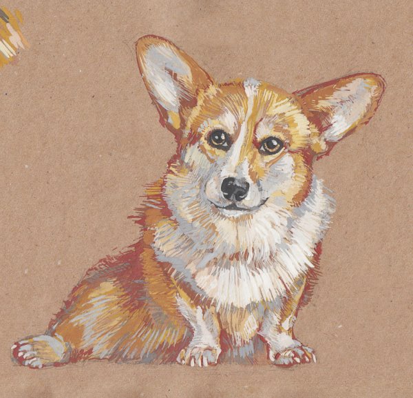 Пуантель корги