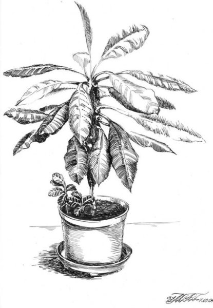 Наброски комнатных растений