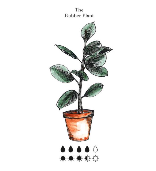 Фикус строение цветка