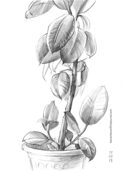 Наброски домашних растений