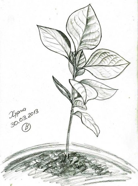 Фикус раскраска для детей