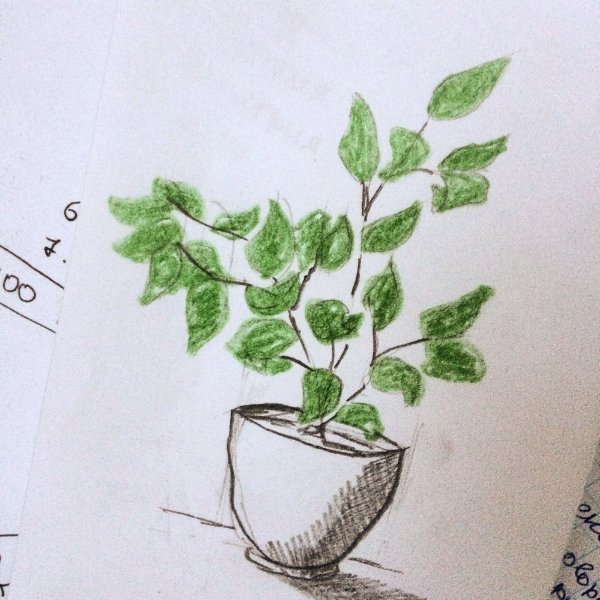 Фикус Бенджамина акварелью