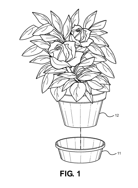 Фикус в горшке рисунок