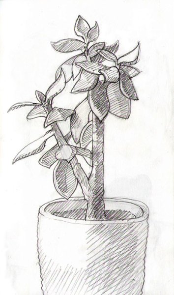 Комнатные растения раскраска