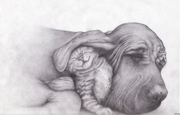 Кот Академический рисунок