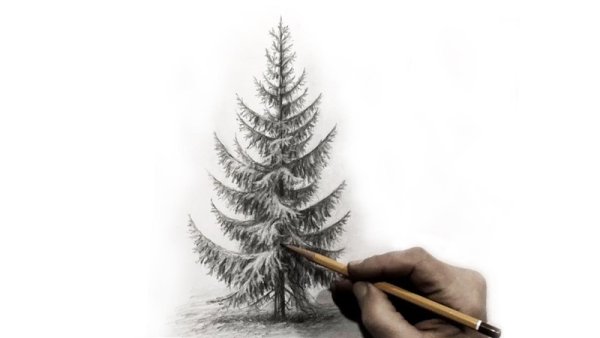 Рисование ели карандашом