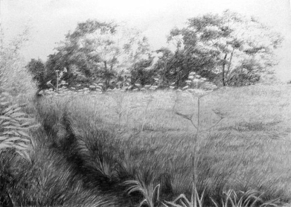 Трава простым карандашом