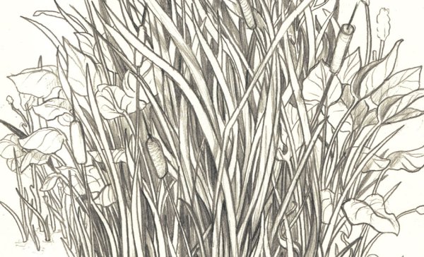 Трава рисунок карандашом