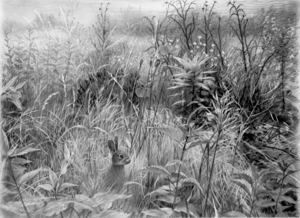 Трава карандашом