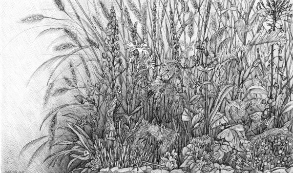 Трава рисунок