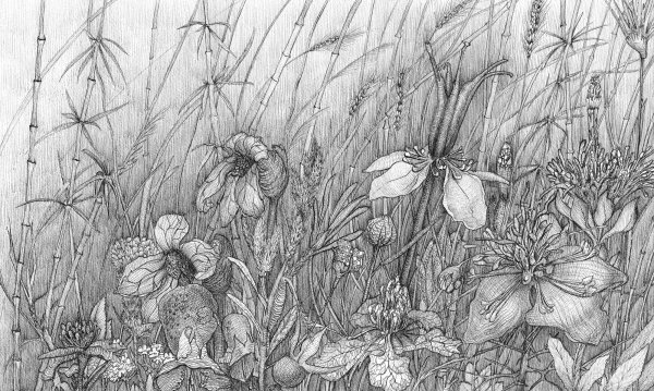 Дюрер Гравюры растения