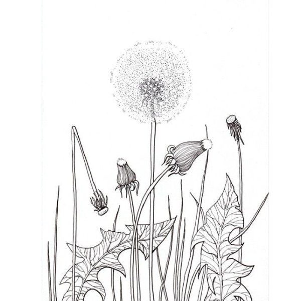 Одуванчик набросок