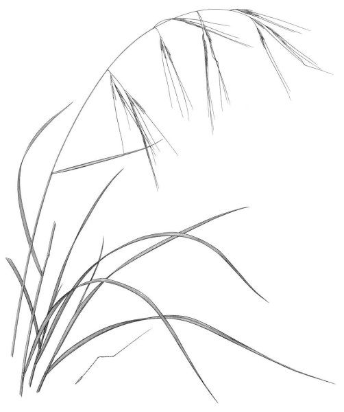 Трава нарисованная