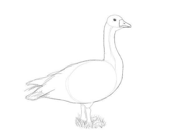 Поэтапное рисование гуся