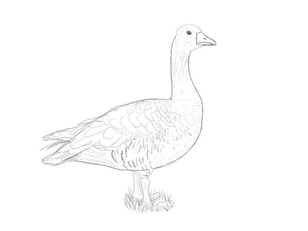 Уточка рисунок