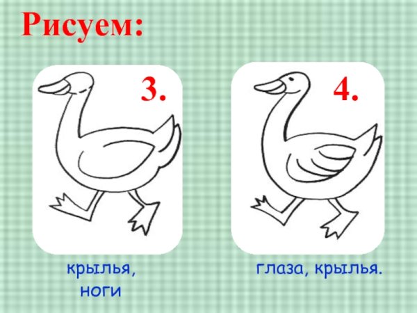 Рисование гуся