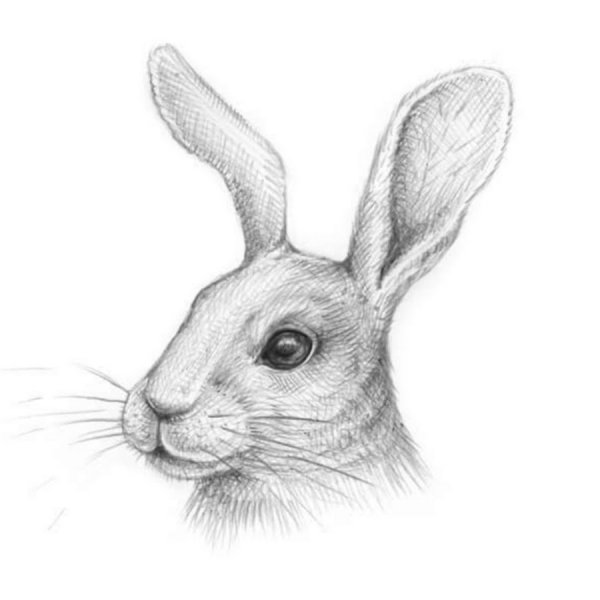 Уроки рисования зайца