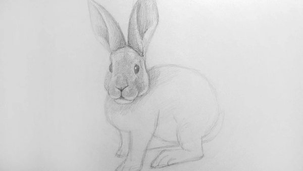 Рисунки по запросу заяц