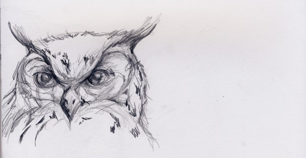 Сова набросок карандашом