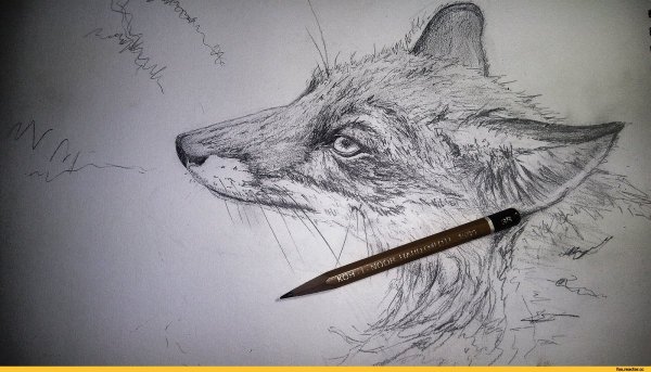 Красивые рисунки из карандаша