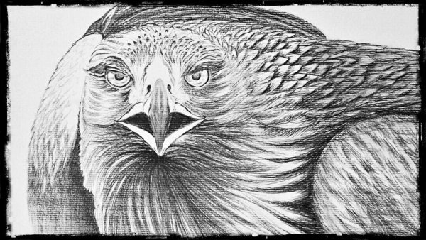 Рисунки для копирования карандашом