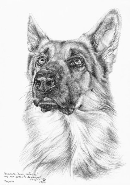 Овчарка для срисовки