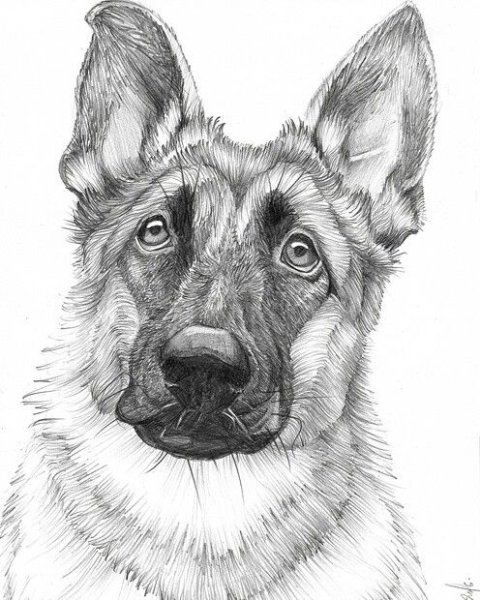 Овчарка эскиз