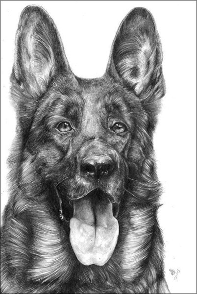 Овчарка карандашом