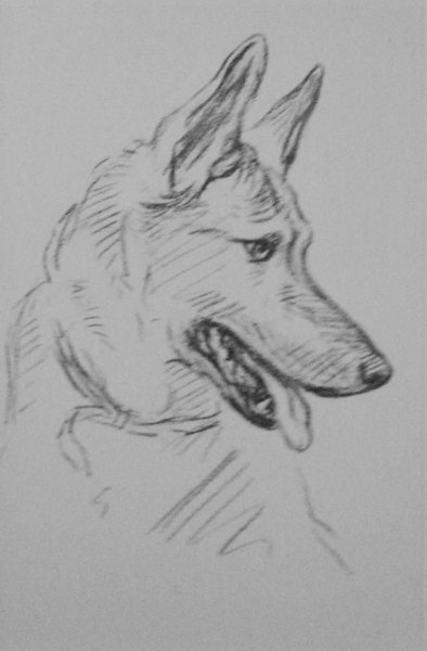 Овчарка рисунок карандашом