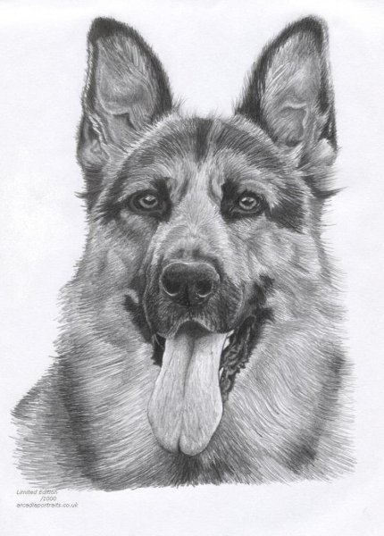 Овчарка рисунок