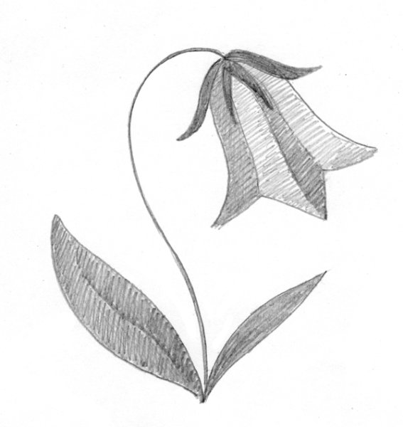 Наброски растений