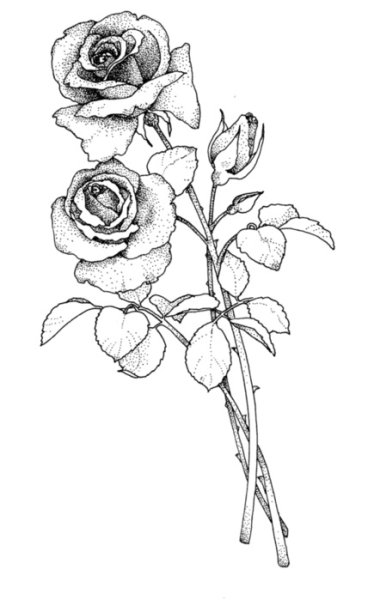 Пейзаж рисунок карандашом