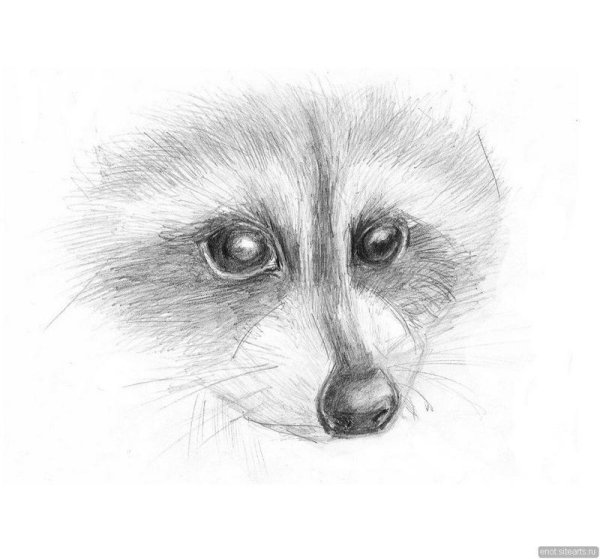 Енот простым карандашом