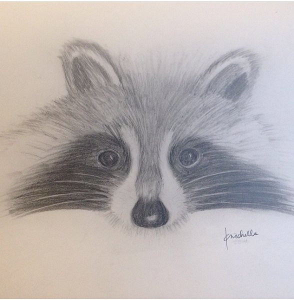 Енотик рисунок карандашом