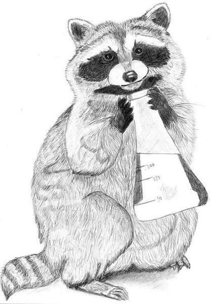 Енот рисунок для срисовки