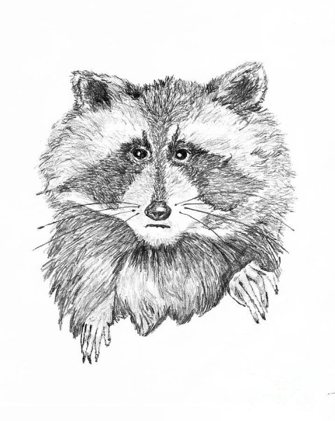 Енот полоскун референс