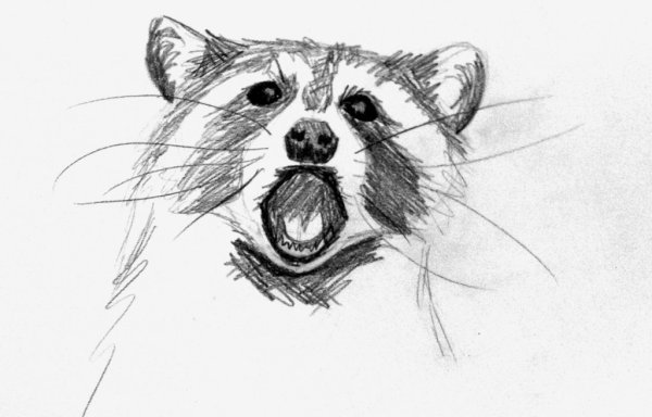 Енотик рисунок карандашом