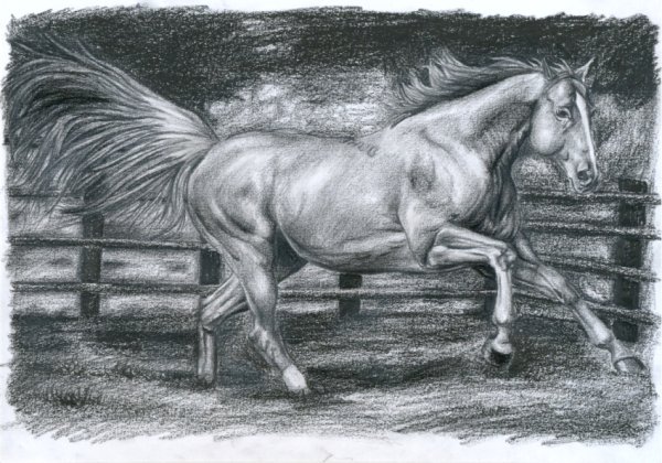 Лошадь рисунок карандашом
