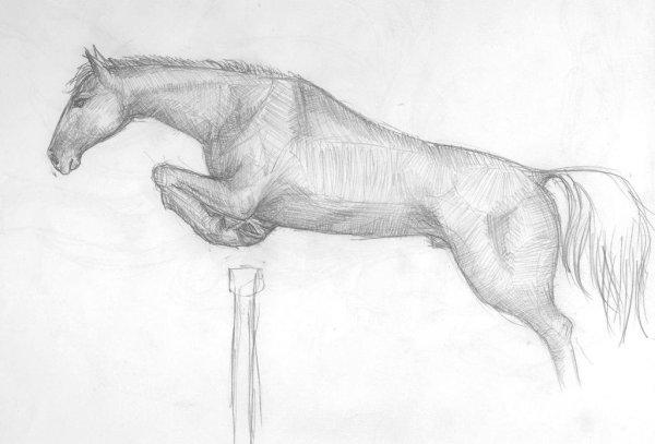 Лошадь рисунок