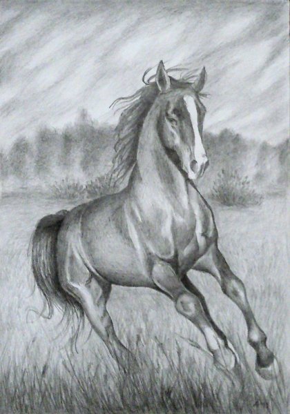 Лошадь рисунок карандашом